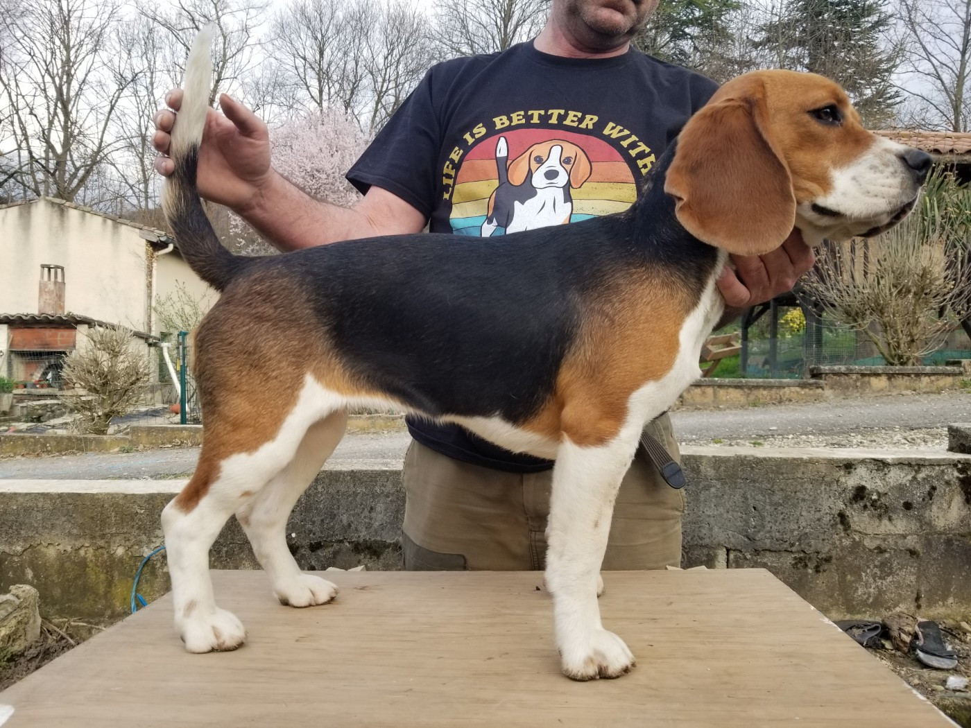 Anémone Du Mas Saint Clair